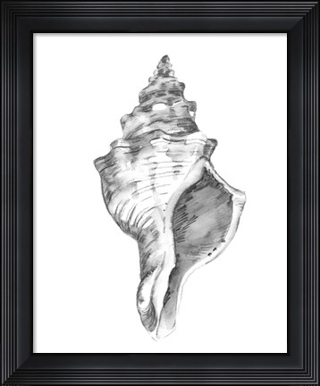 Framed Quiet Conch IV Print