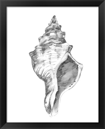 Framed Quiet Conch IV Print