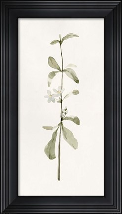 Framed Early Blooms I Print