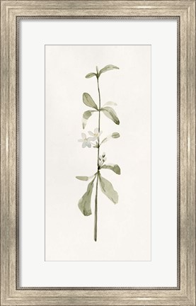 Framed Early Blooms I Print
