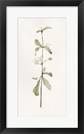 Framed Early Blooms I Print