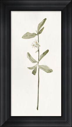 Framed Early Blooms II Print