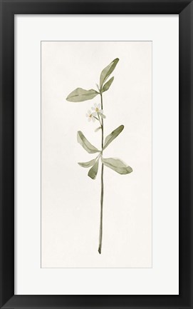 Framed Early Blooms II Print