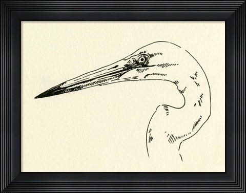 Framed Heron Head II Print