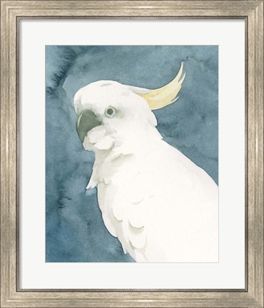 Framed Cockatoo Portrait II Print