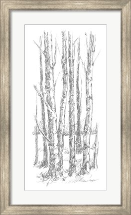 Framed Birch Tree Sketch I Print