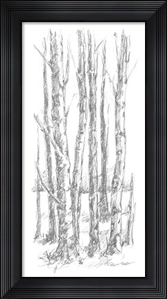 Framed Birch Tree Sketch I Print