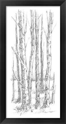 Framed Birch Tree Sketch I Print