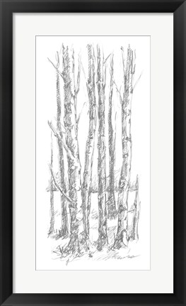 Framed Birch Tree Sketch I Print