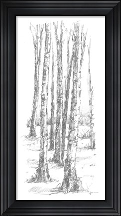 Framed Birch Tree Sketch II Print