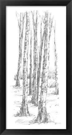 Framed Birch Tree Sketch II Print