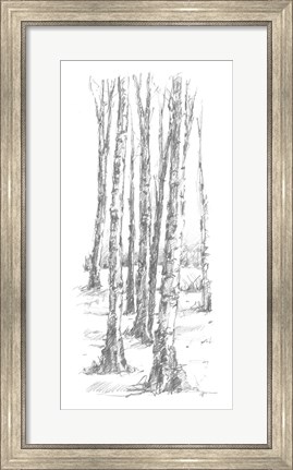 Framed Birch Tree Sketch II Print