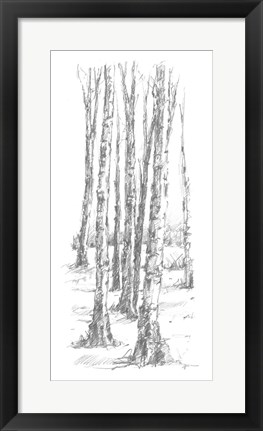 Framed Birch Tree Sketch II Print