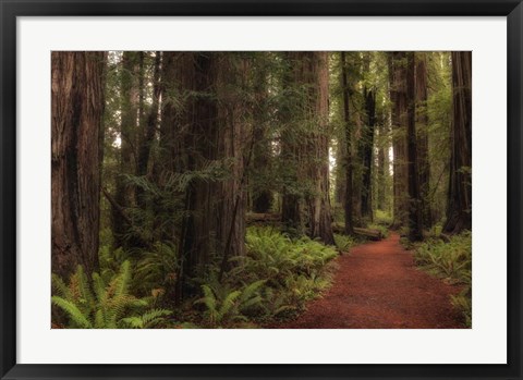 Framed Walk in the Woods I Print