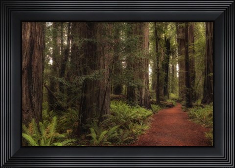 Framed Walk in the Woods I Print