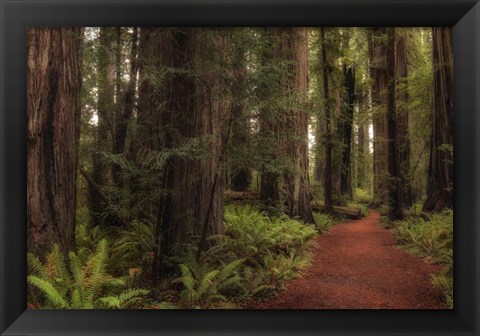 Framed Walk in the Woods I Print