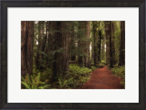 Framed Walk in the Woods I Print
