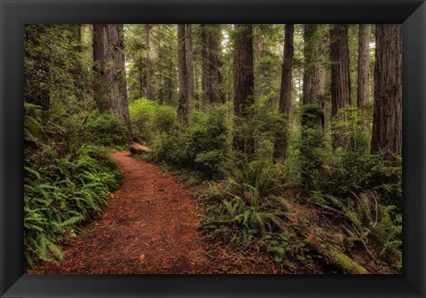 Framed Walk in the Woods II Print