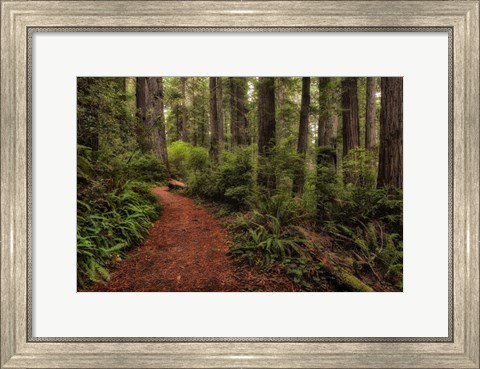 Framed Walk in the Woods II Print