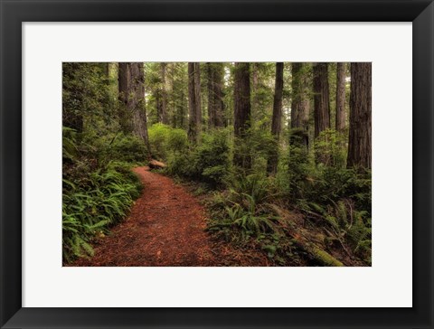 Framed Walk in the Woods II Print