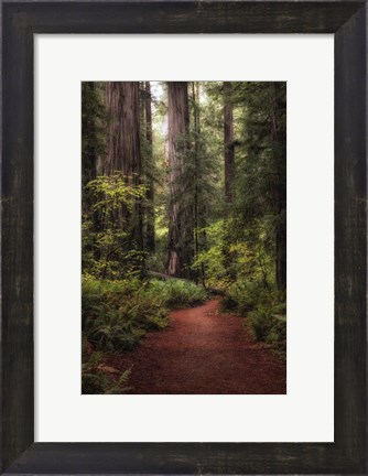 Framed Forest Path I Print