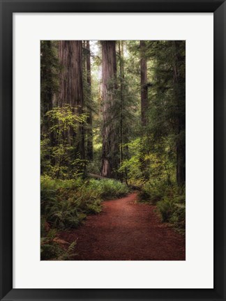 Framed Forest Path I Print