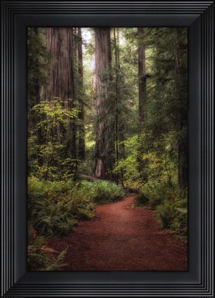 Framed Forest Path I Print