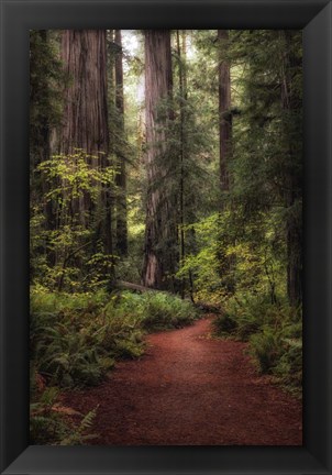 Framed Forest Path I Print