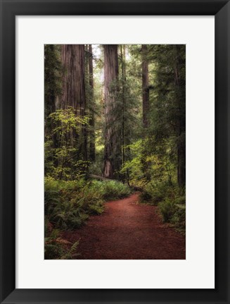 Framed Forest Path I Print