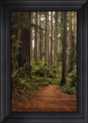 Framed Forest Path II Print