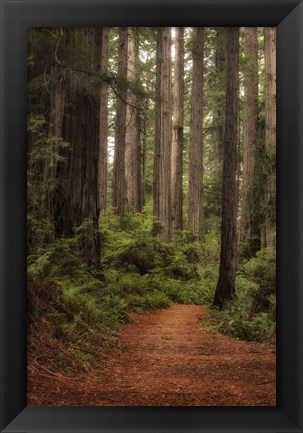 Framed Forest Path II Print