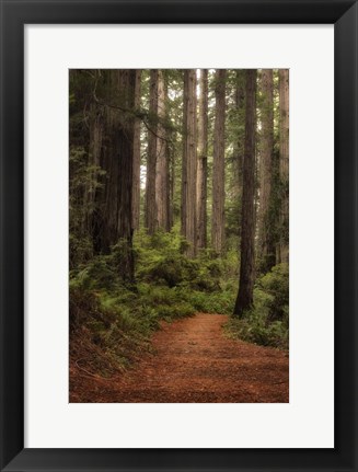 Framed Forest Path II Print