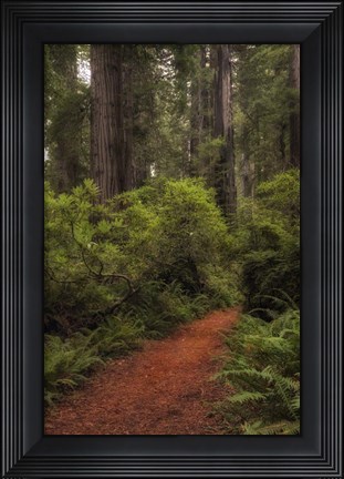 Framed Forest Path III Print