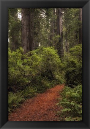 Framed Forest Path III Print