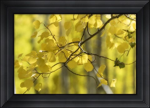 Framed Aspen Backlight Print
