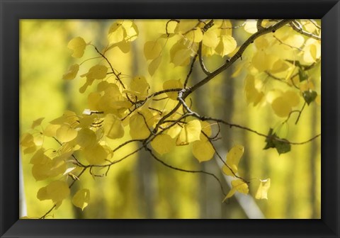 Framed Aspen Backlight Print