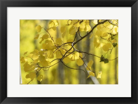 Framed Aspen Backlight Print