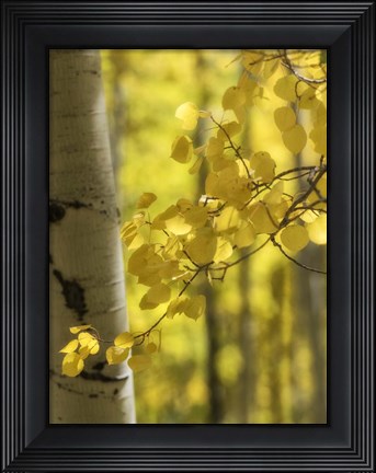 Framed Aspen Highlights Print