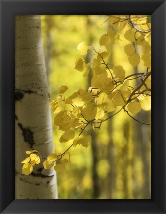 Framed Aspen Highlights Print