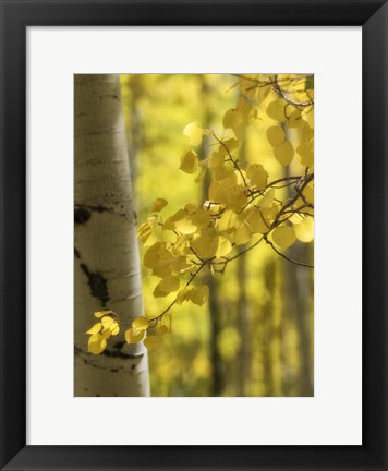 Framed Aspen Highlights Print