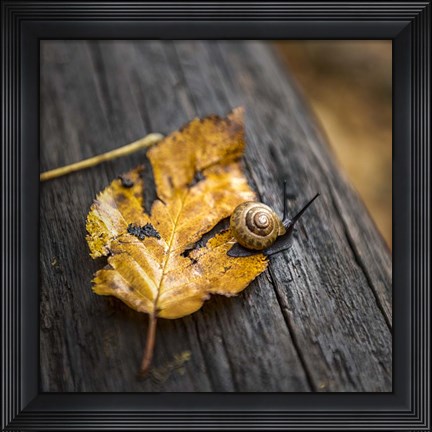 Framed Snail&#39;s Pace Print