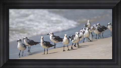 Framed What&#39;s Up Gulls Print