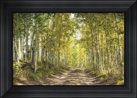 Framed Aspen Drive Print