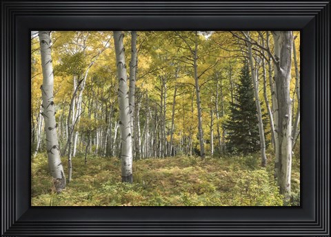 Framed Aspen Grove I Print