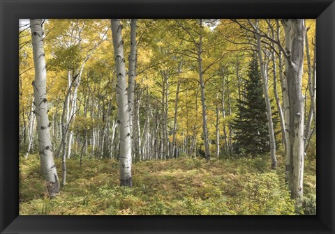 Framed Aspen Grove I Print