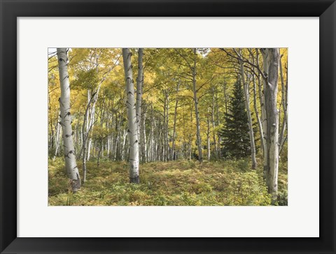 Framed Aspen Grove I Print