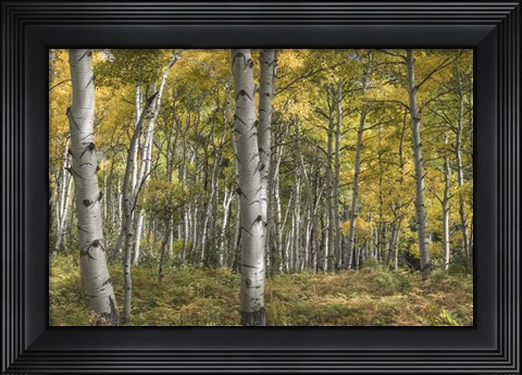 Framed Aspen Grove II Print