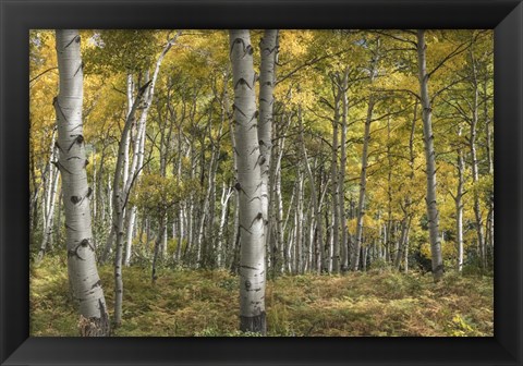 Framed Aspen Grove II Print