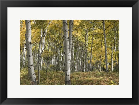 Framed Aspen Grove II Print