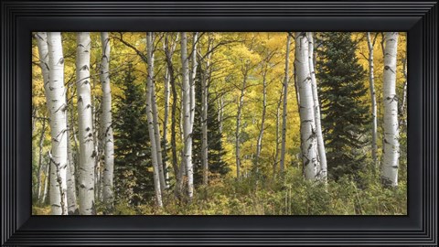 Framed Aspen Panorama Print